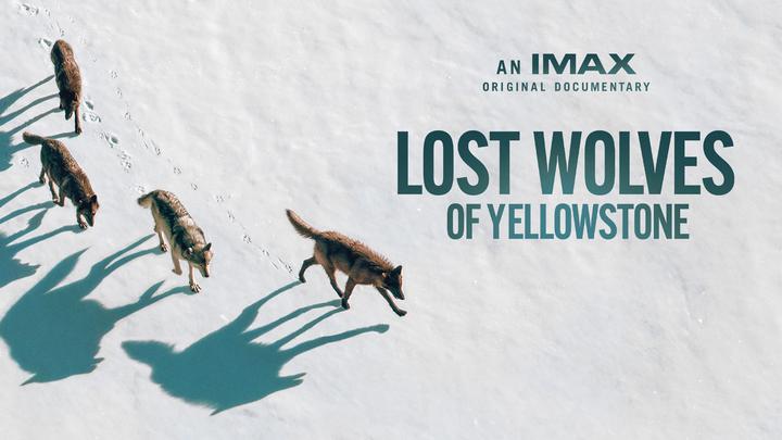 迷失的黄石之狼IMAX电影海报横版